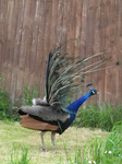 SX26961 Side view of Peacock display fanning feathers [Pavo cristatus] in garden.jpg